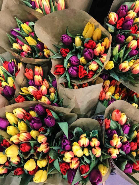 A collection of freshly cut tulip bouquets arranged with vibrant purple, yellow, and red flowers, wrapped in light brown kraft paper with green foliage accents. The bouquets are placed closely togethe
