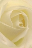 This intimate image draws you deep into the heart of a creamy-white rose, its petals unfurling with the slow, poetic grace found in the quieter corners of Tooting. The spiraling layers evoke the gentle patter of morning rain outside a South London flat, their silken surfaces catching veiled rays of sunlight and glimmers of shadow. In close perspective, every nuance of texture becomes vivid-the matte finish touching the fingertips, the subtle translucence at each delicate edge recalling the fragility of new beginnings. The scene is tranquil and meditative, a pure distillation of emotion-ideal for moments of sympathy, admiration, or marking the transitions of life. The craftsmanship of a skilled Tooting florist is unmistakable in the serene composition and flawless symmetry, each bloom chosen as if for a neighbour on Trinity Road. Even the air is imagined fragrant with a soft, understated sweetness, wrapping the room in comfort and gentle presence. As a symbol, this rose offers solace and inspiration-its pure form speaking volumes in life's quietest, most heartfelt chapters.